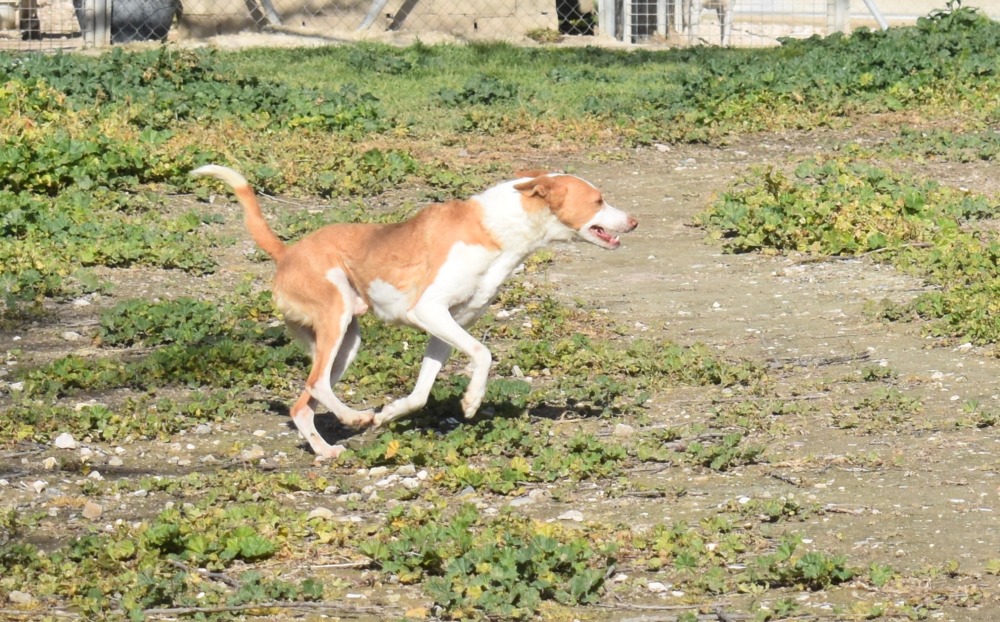 Cooper RP in België