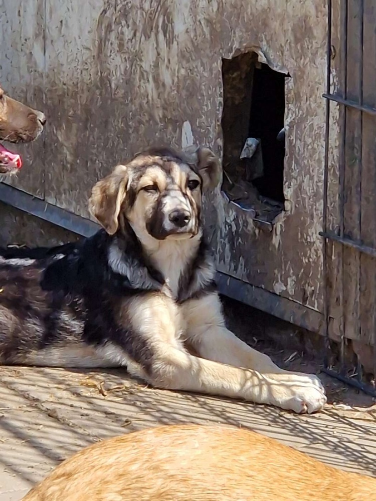 Atlas