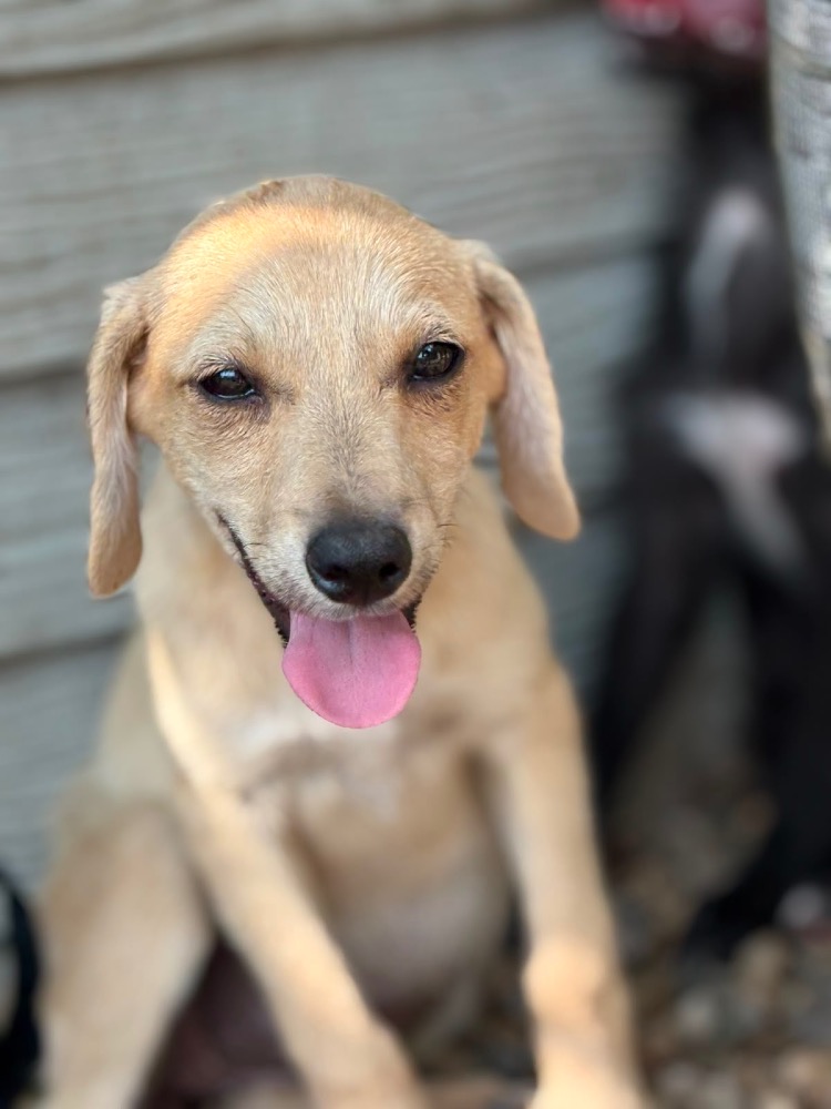 Nala