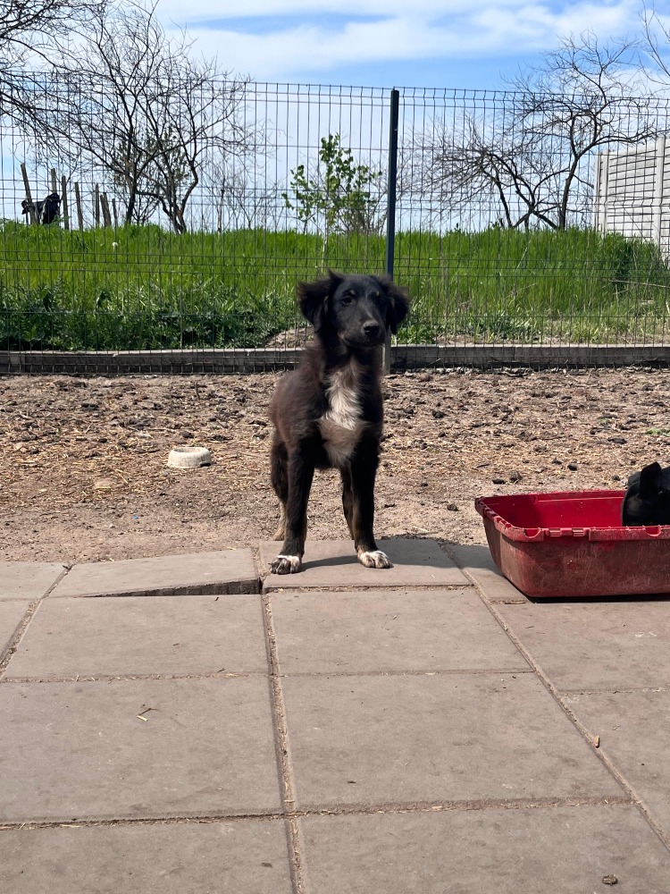 Zorro