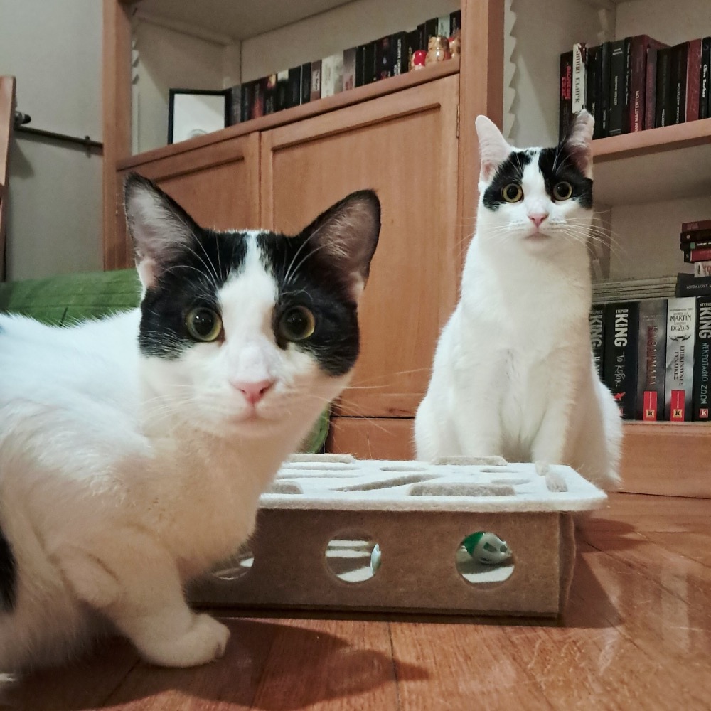 Dennis and Choupa