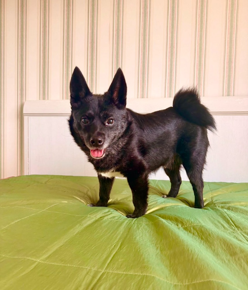 Petja rustige vriend 40cm