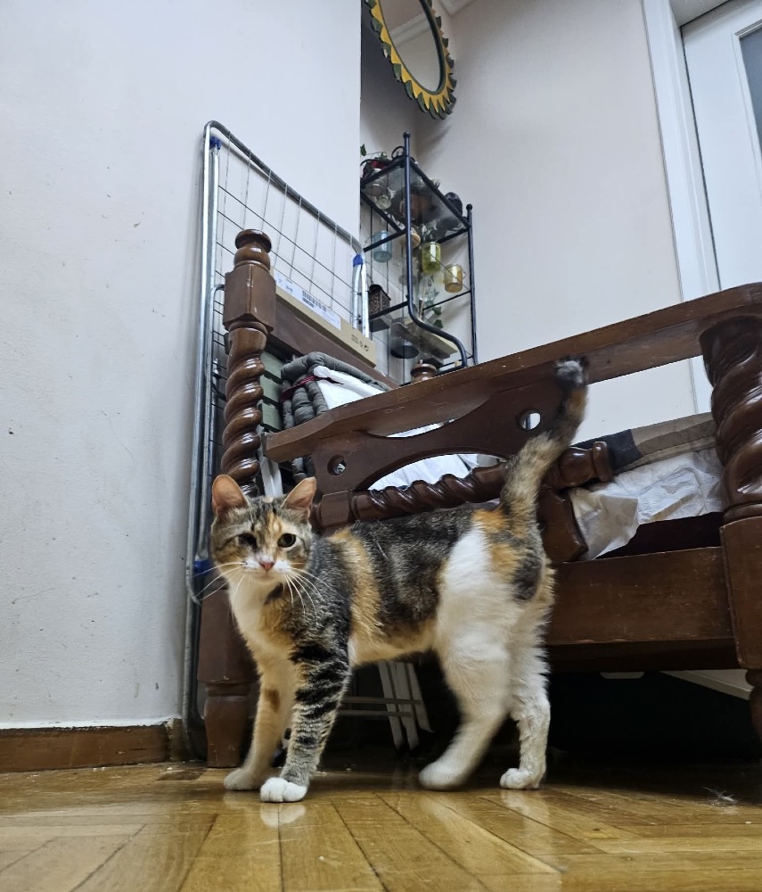 Mirka