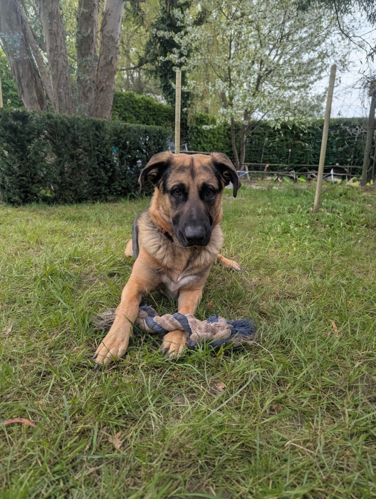 Dario