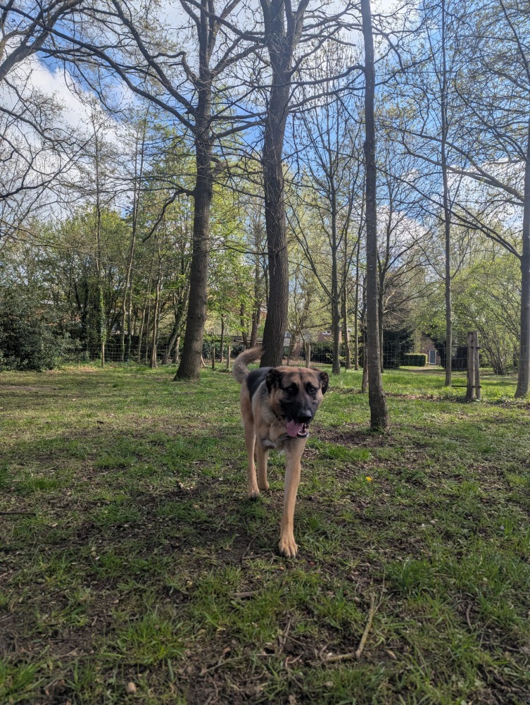 Dario