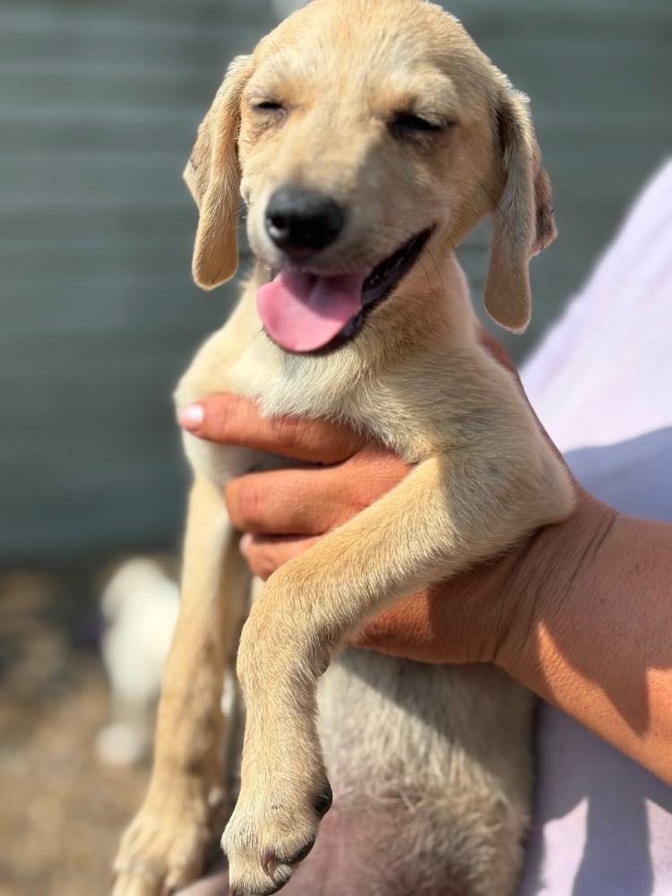 Nala