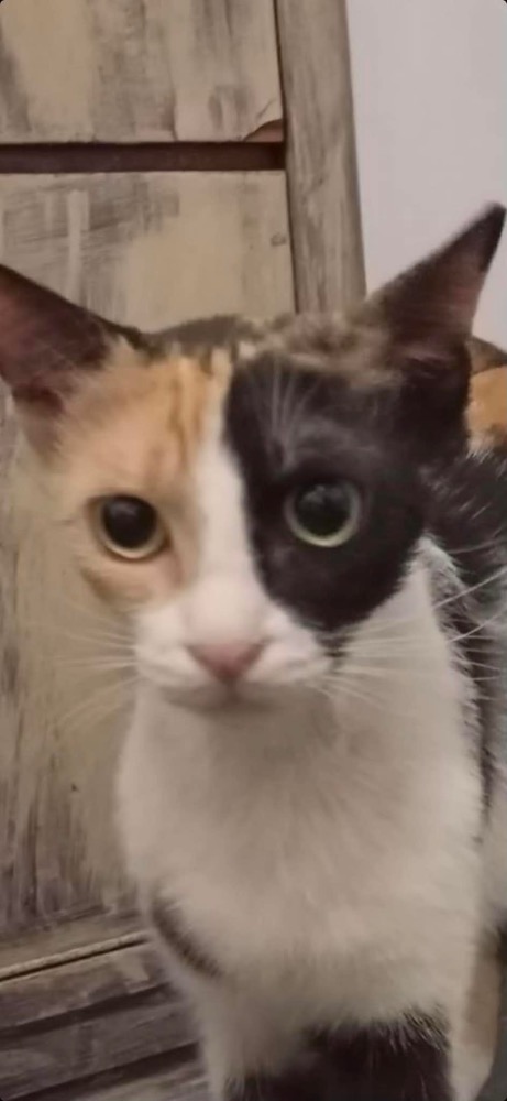 Kali