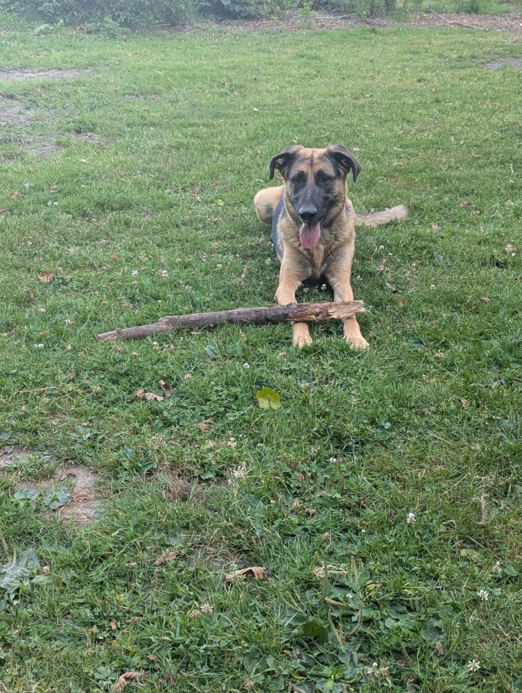 Dario