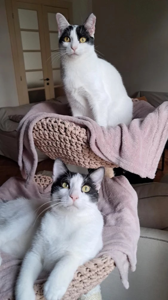 Dennis and Choupa