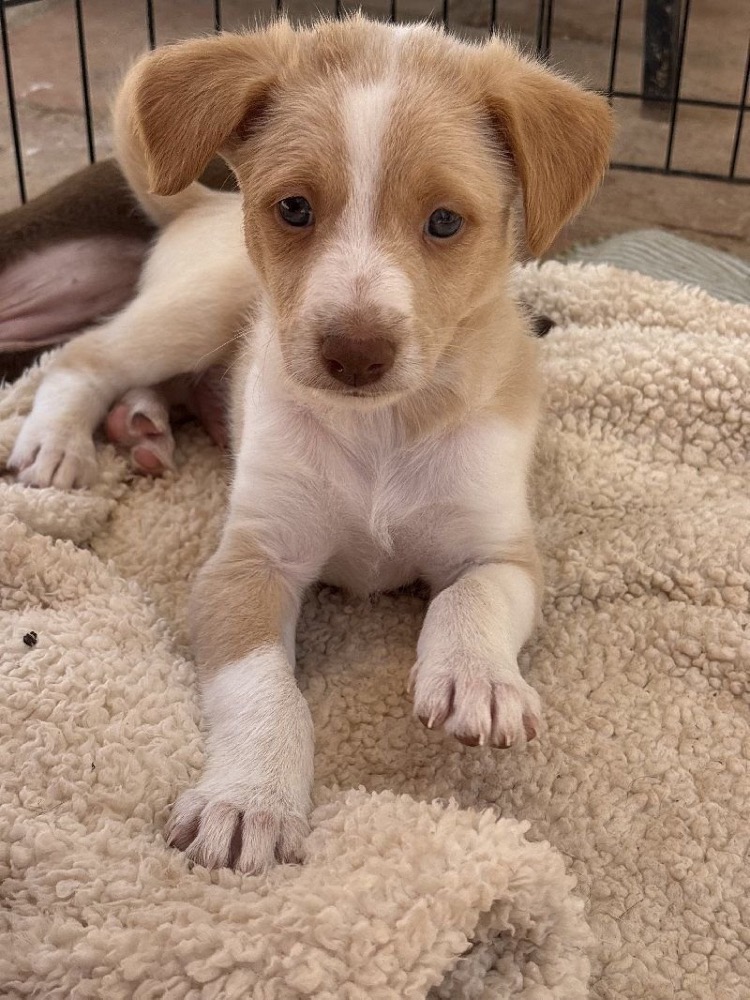 Rufus