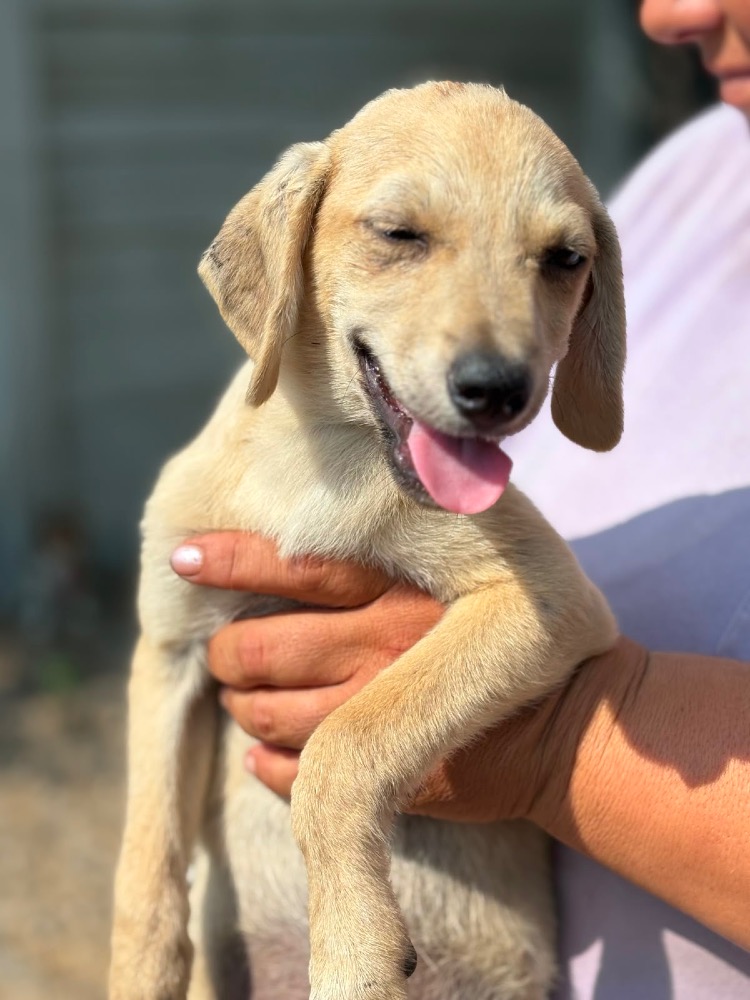 Nala