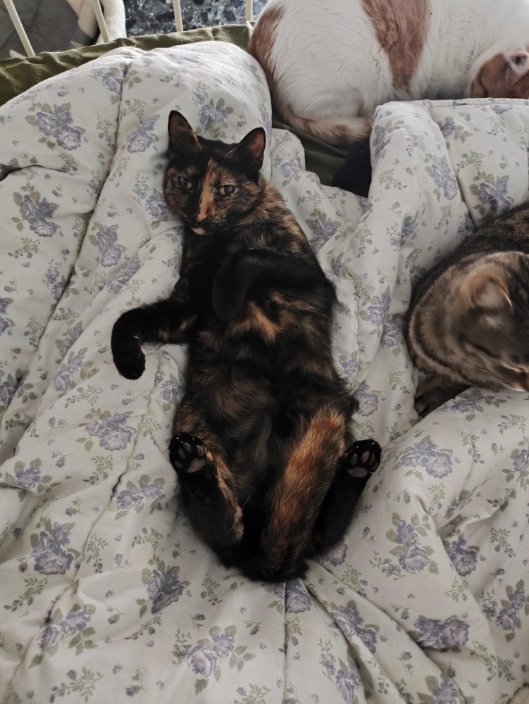 Balarina