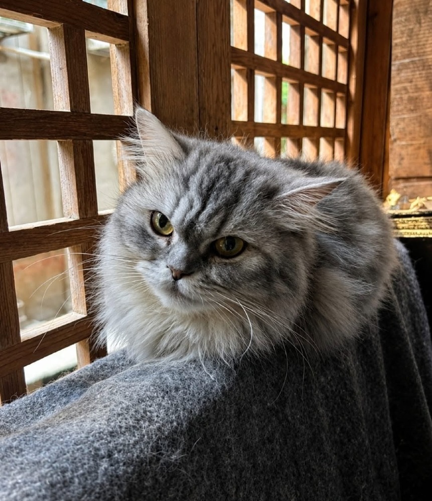 Sara