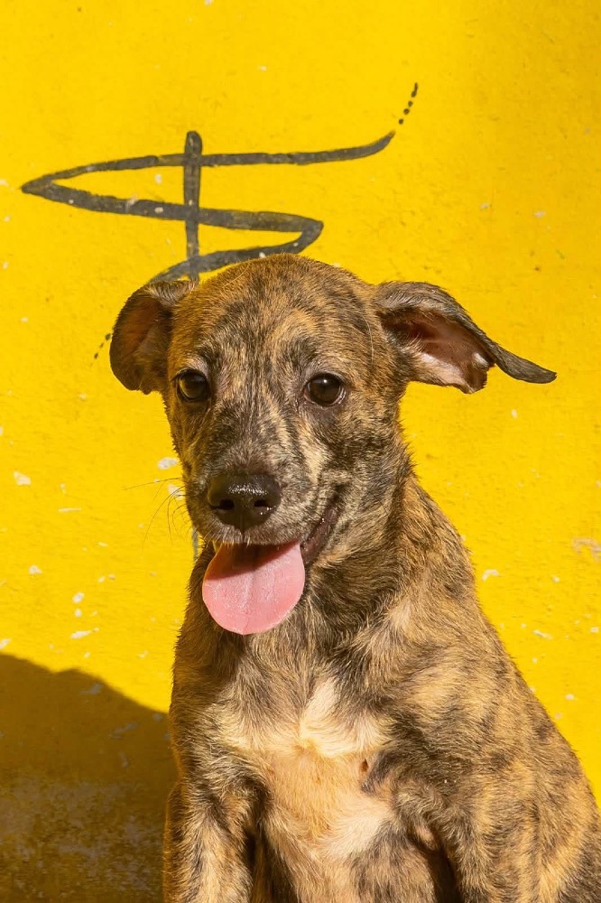 Axel