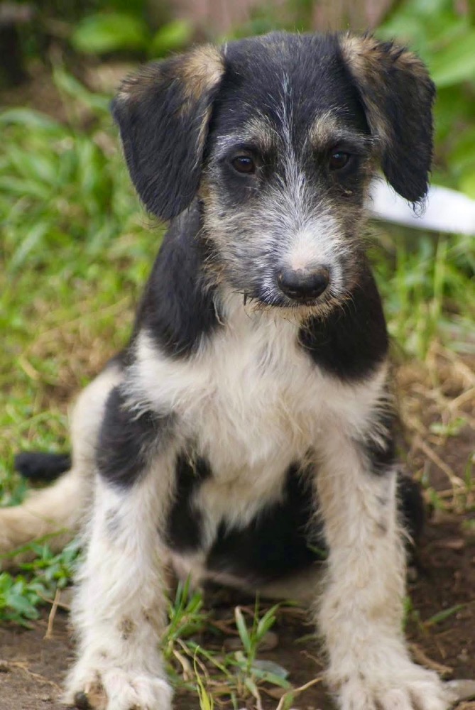Benji