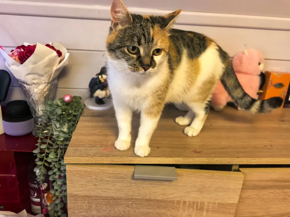 PIP
