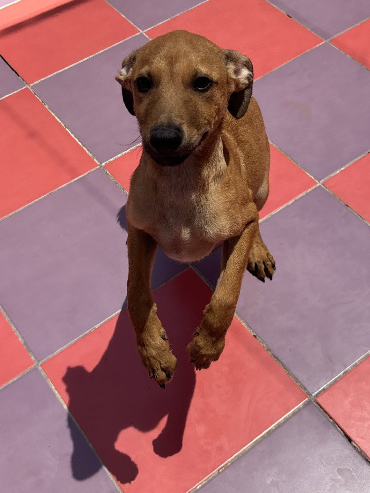 Benji