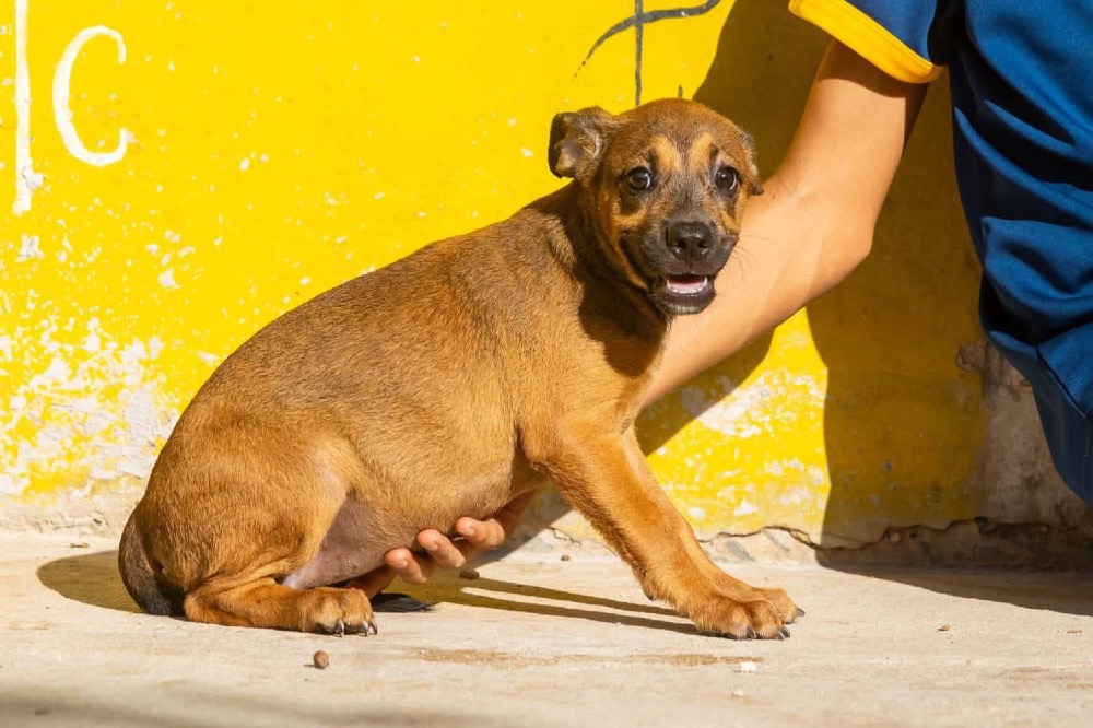 Koba