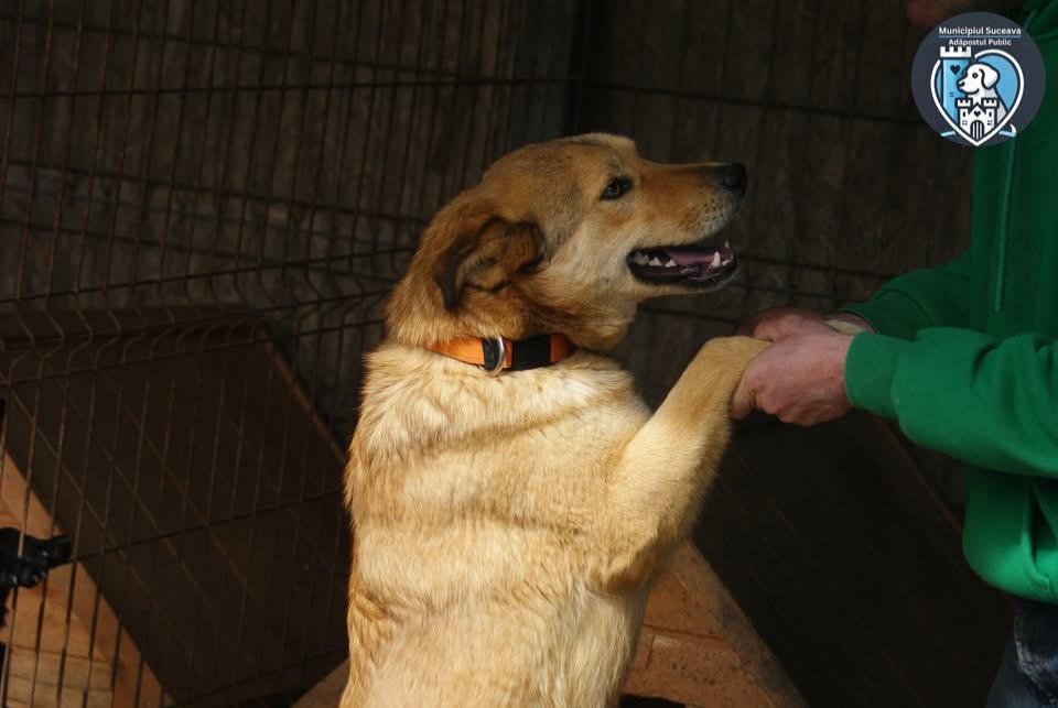 Kobi