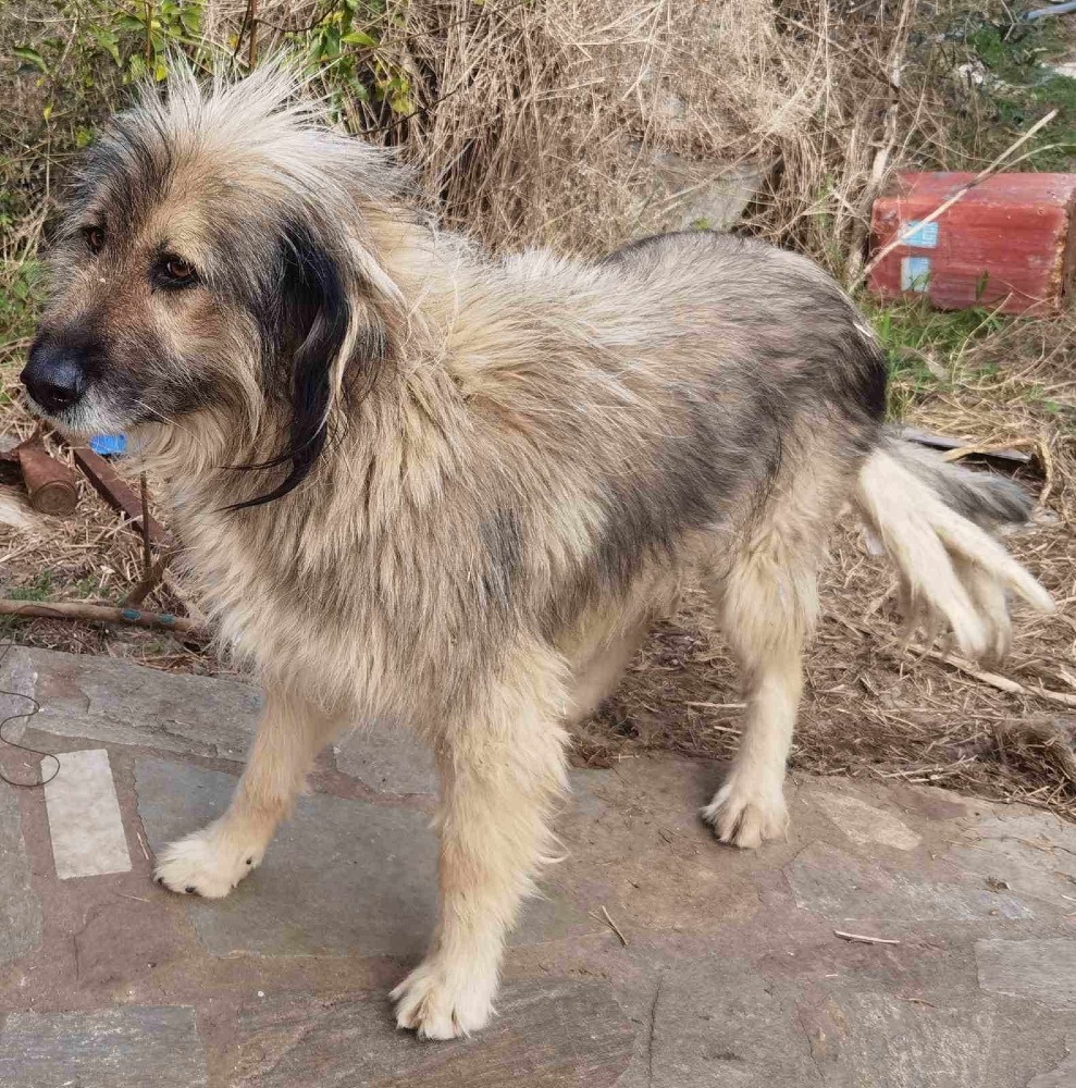 Samson