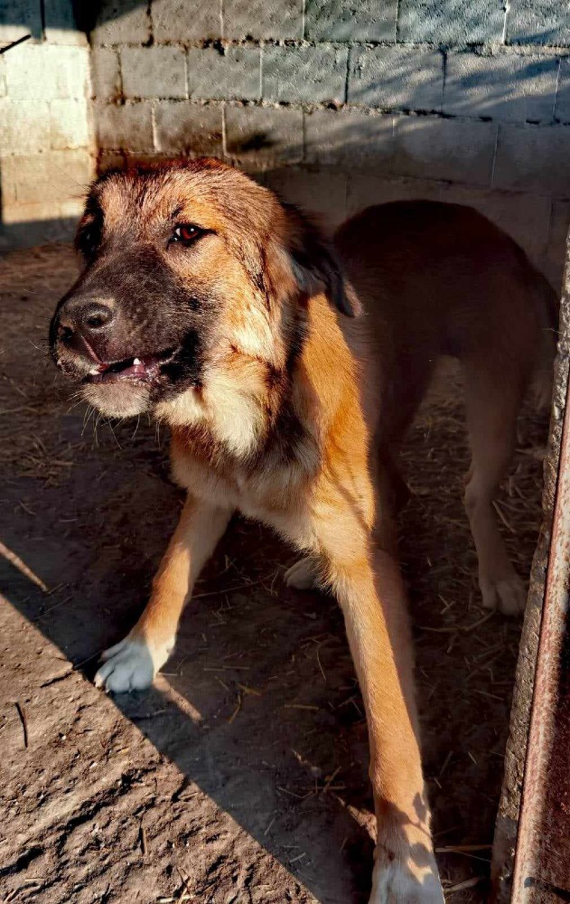 Nova