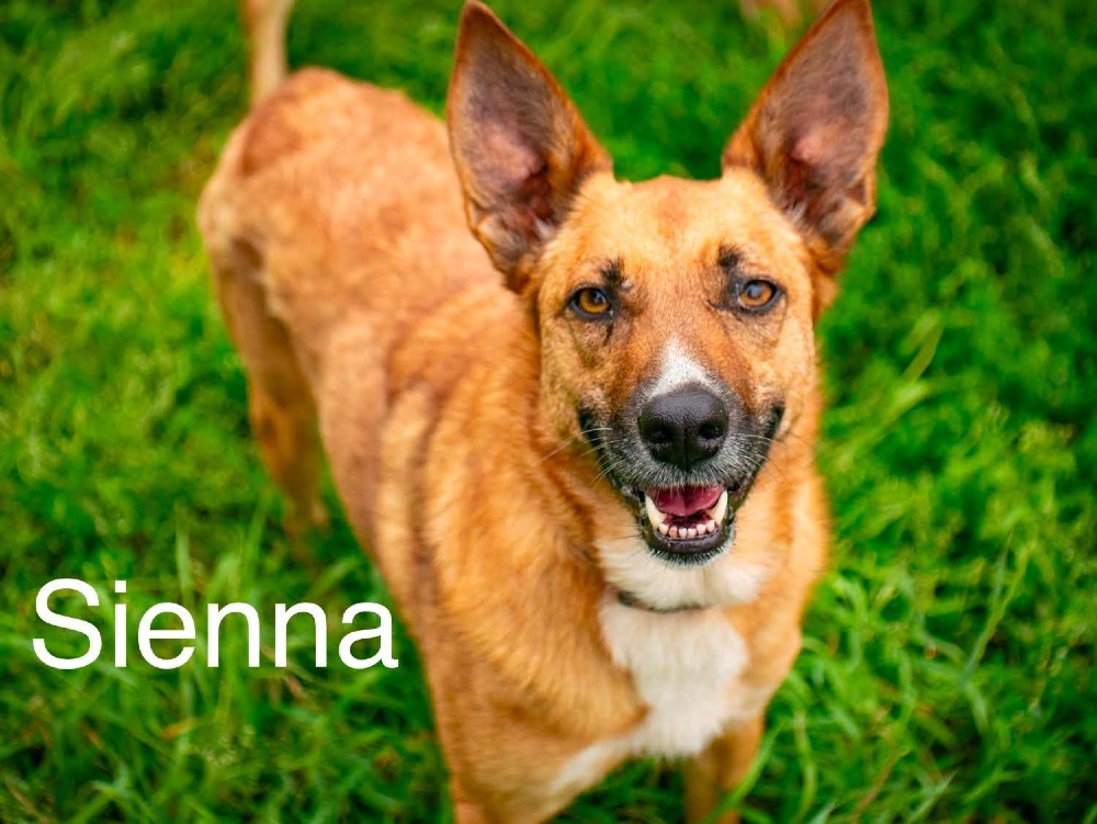 Sienna