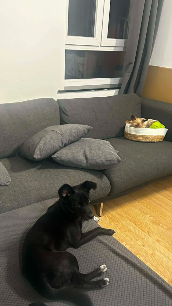 Molly – een mensenhond !
