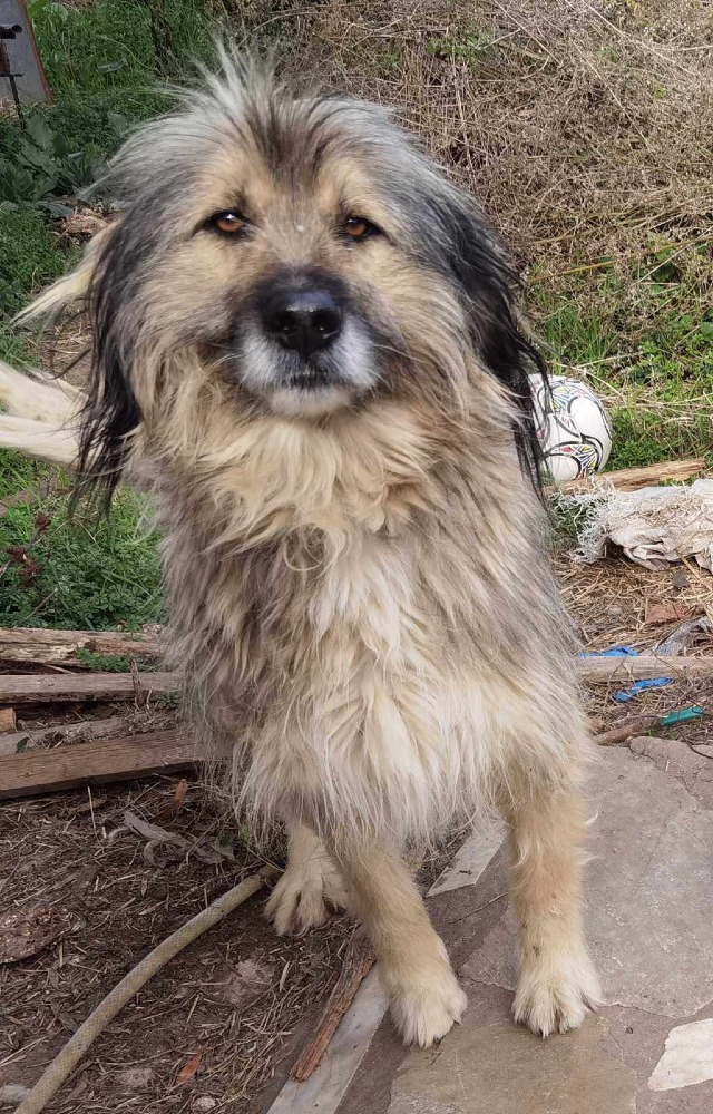 Samson