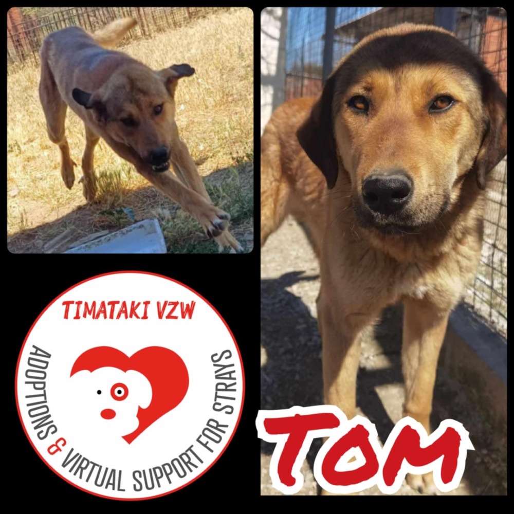 Tom