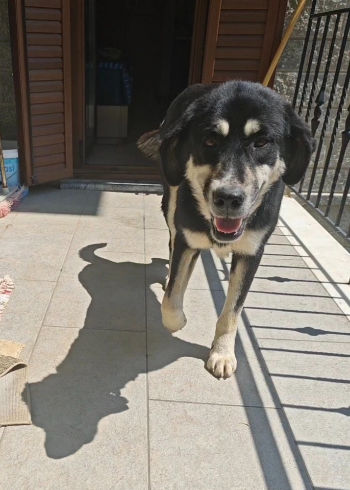 Kalomoira