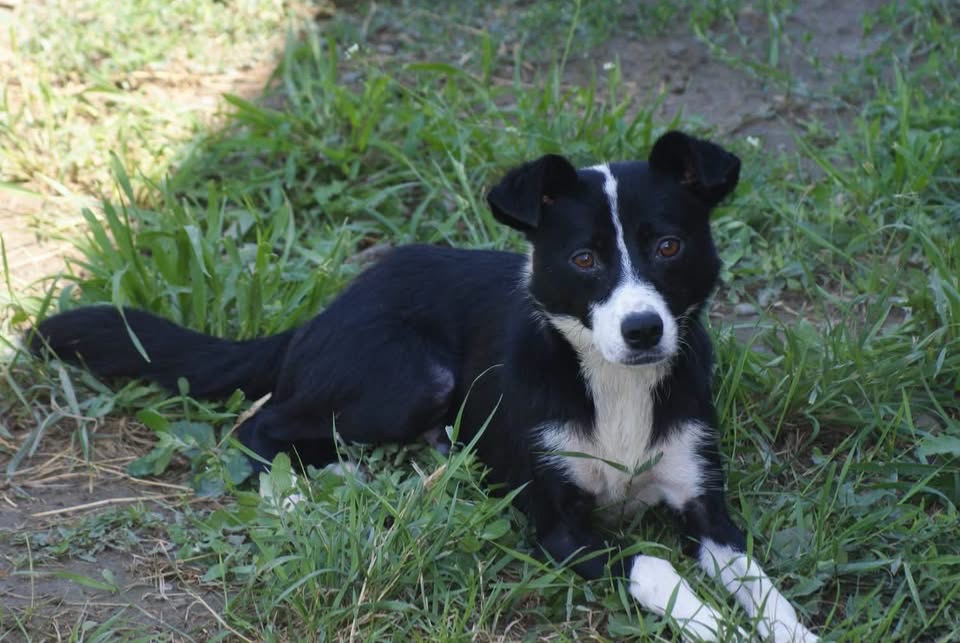 Juliette
