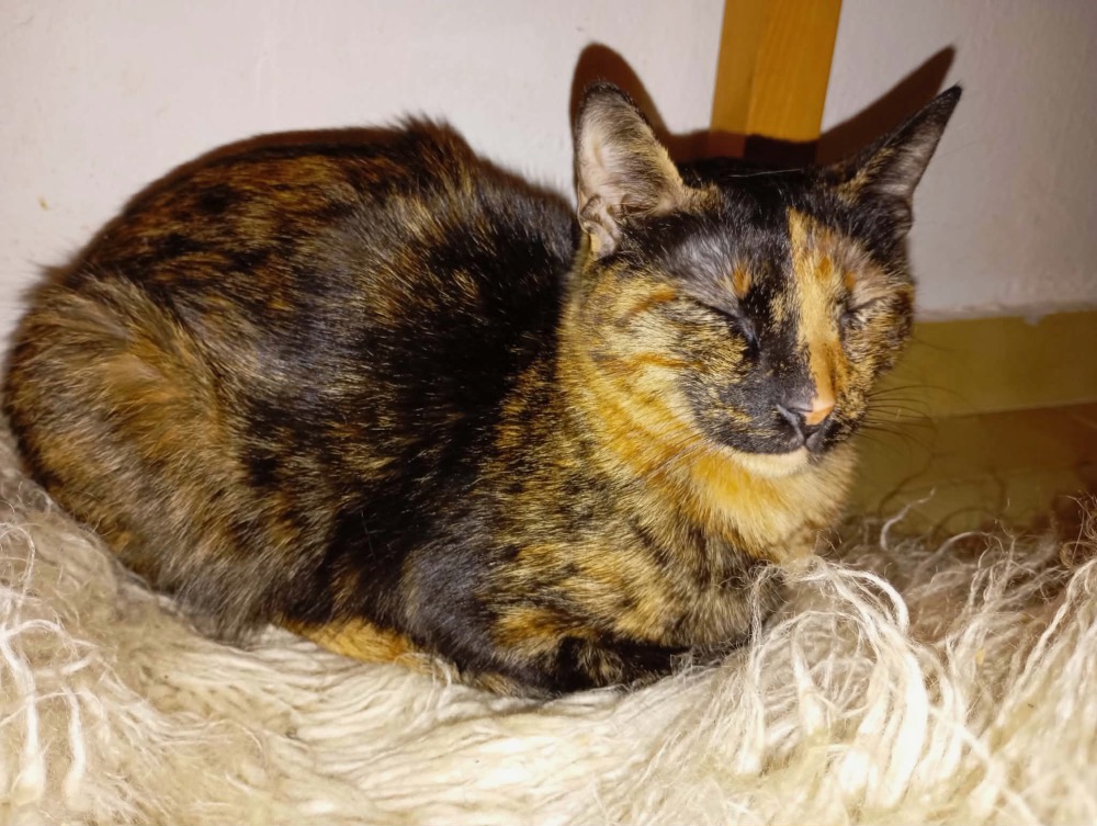 Balarina