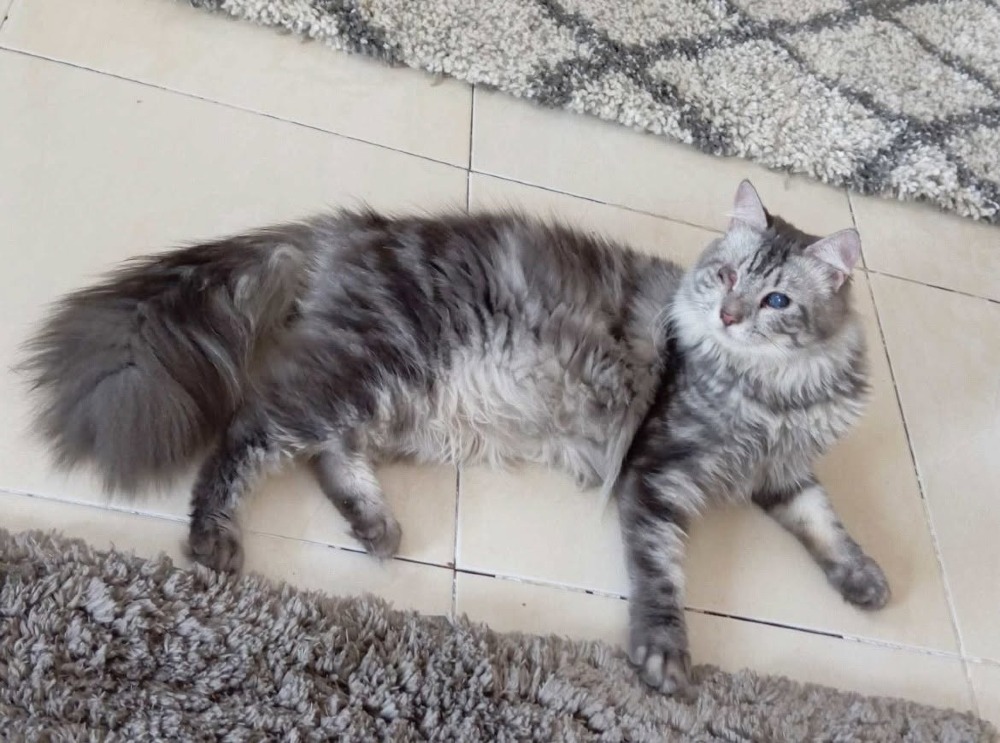 Pico