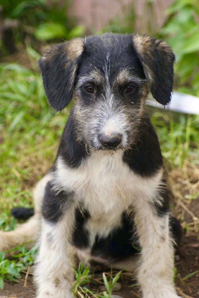 Benji
