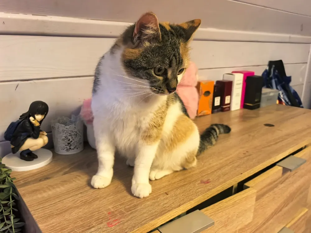 PIP