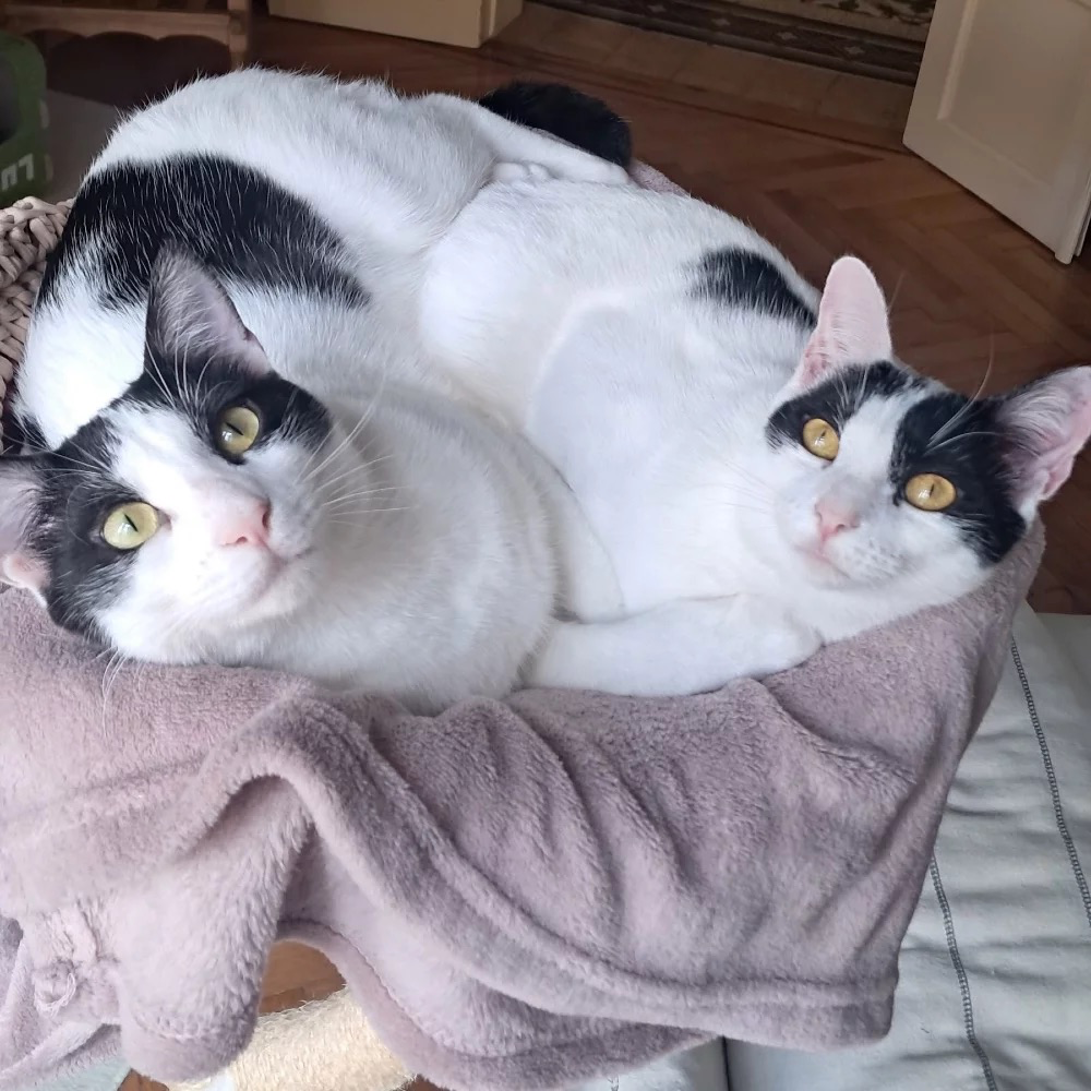 Dennis and Choupa
