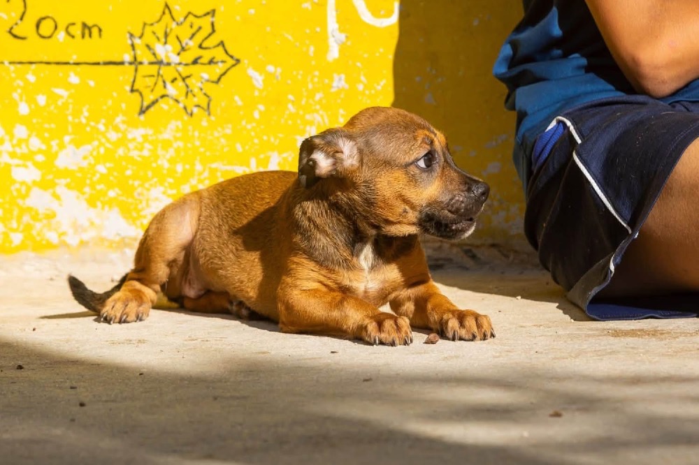 Koba
