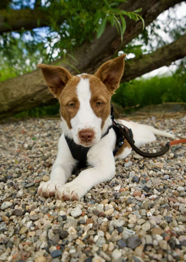 Mia