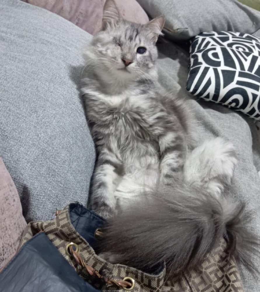Pico