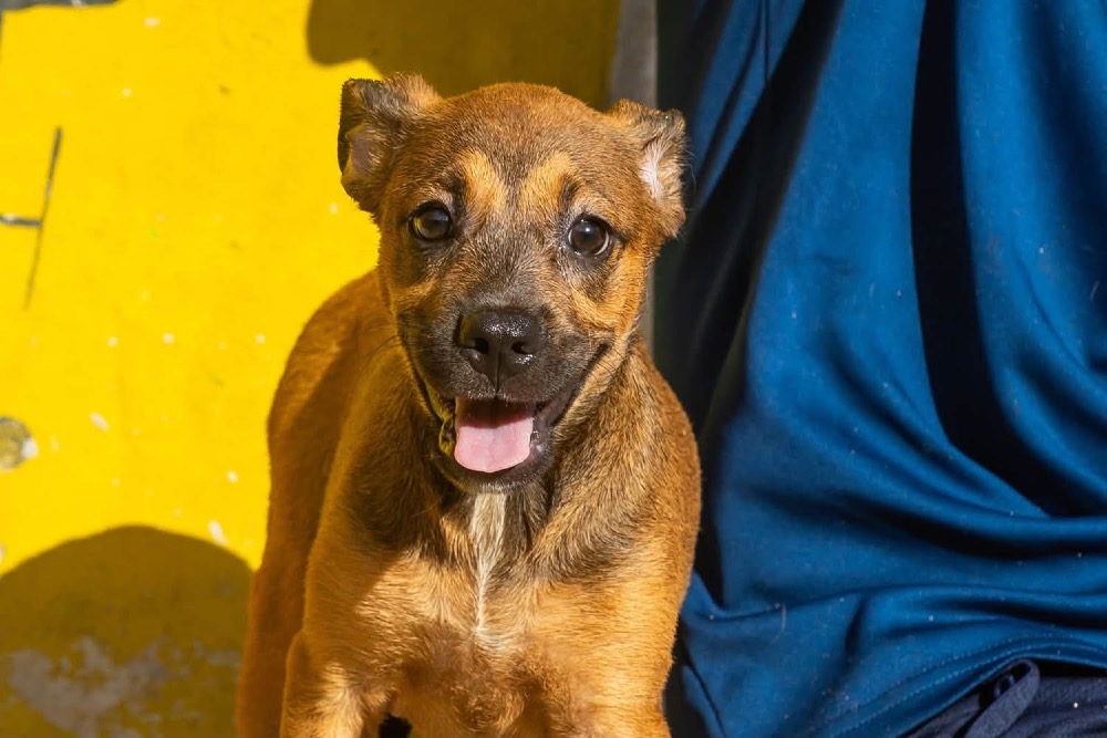 Koba