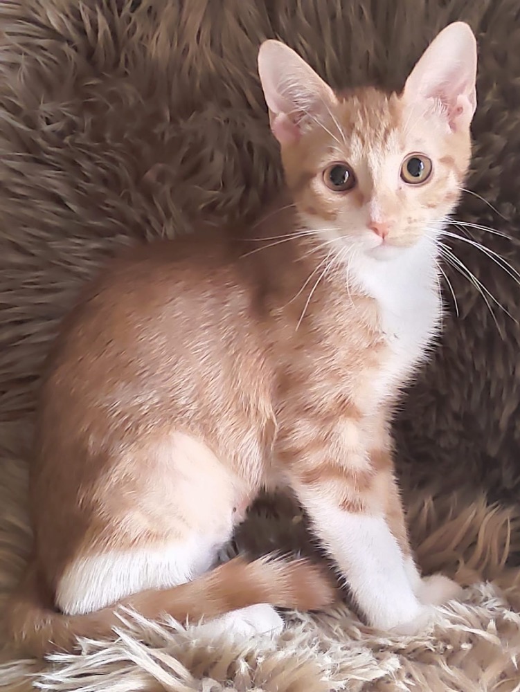 Mango & Mochi