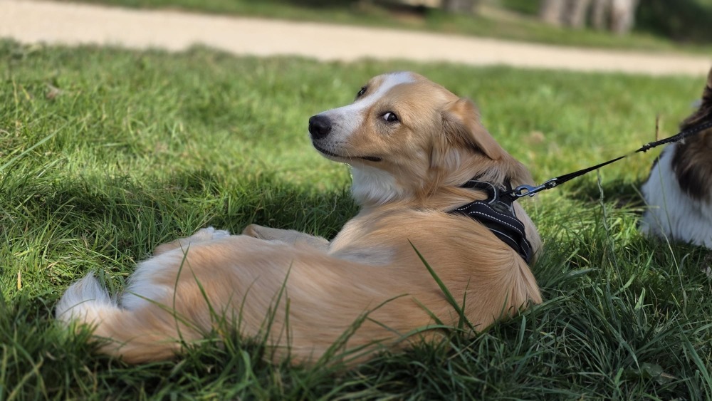 Charlie