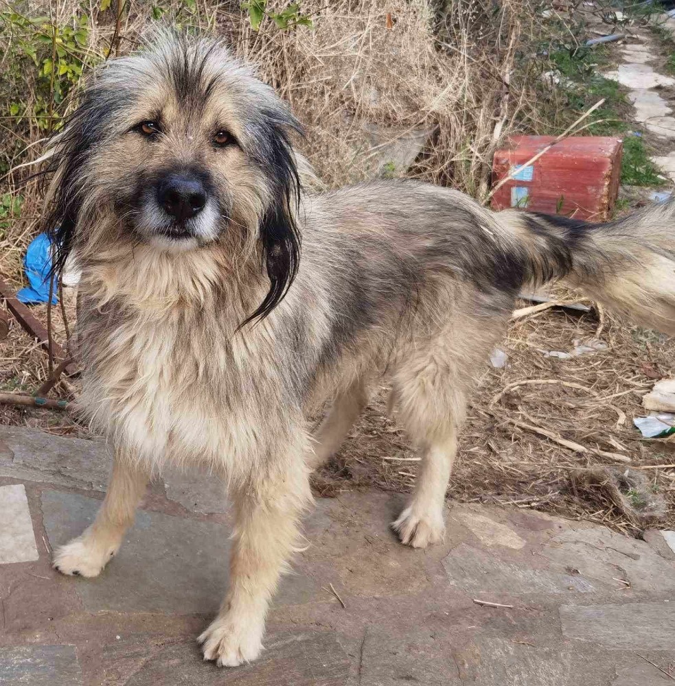 Samson
