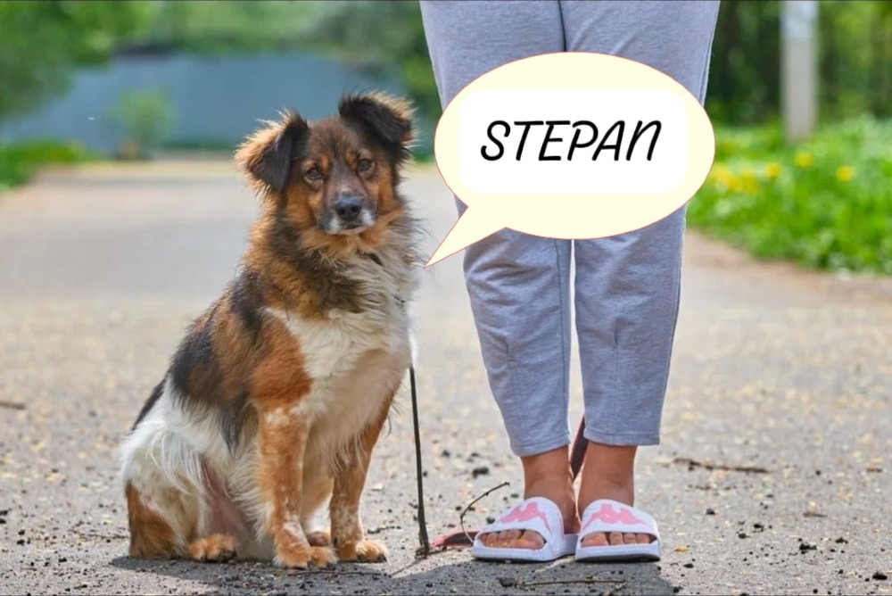 Stepan