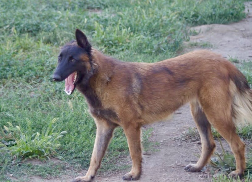 Malina
