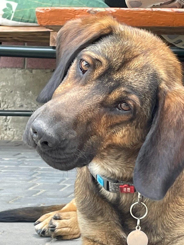 ♡Bruno, een gentleman♡