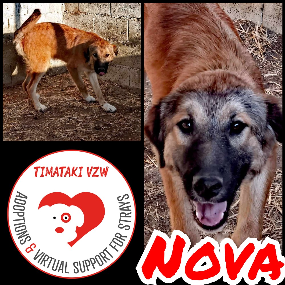 Nova
