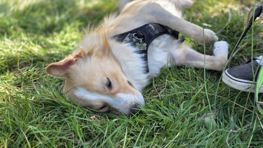 Charlie
