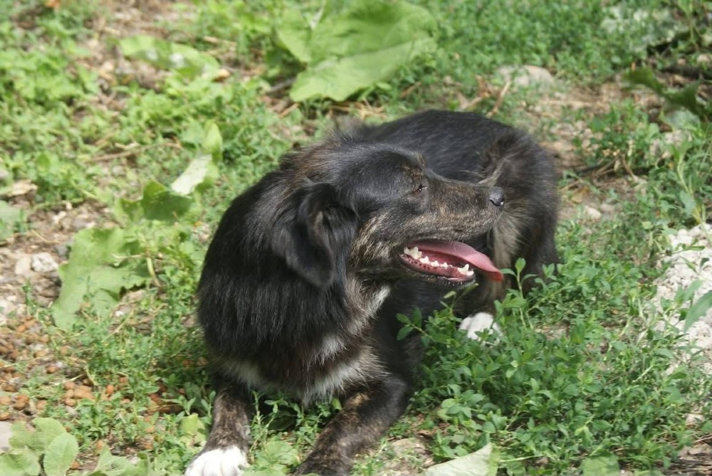 Alma