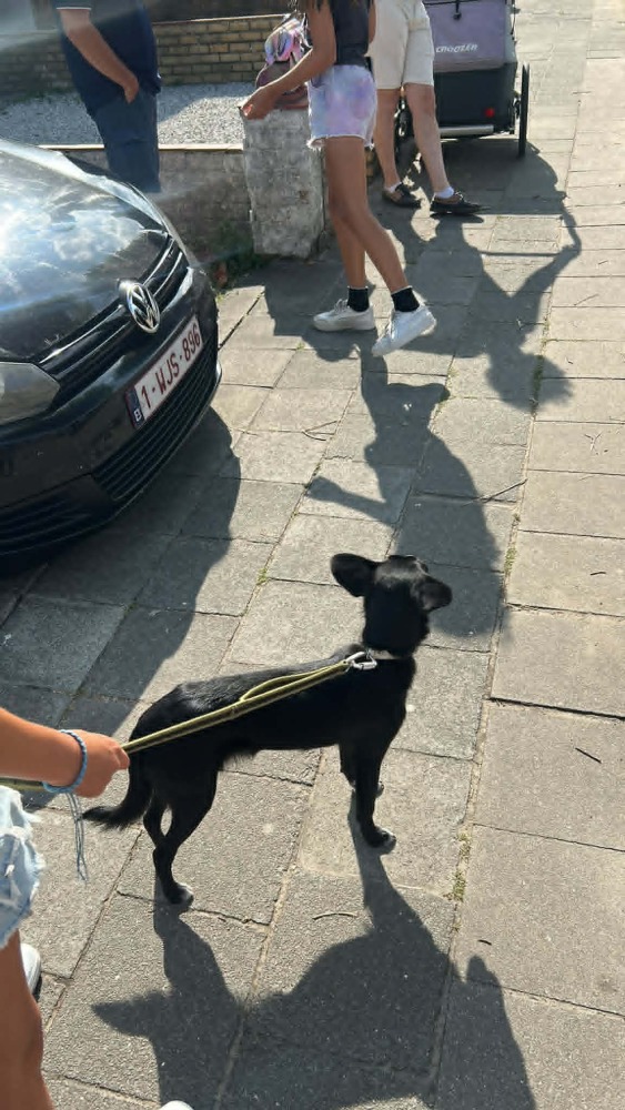 Molly – een mensenhond !